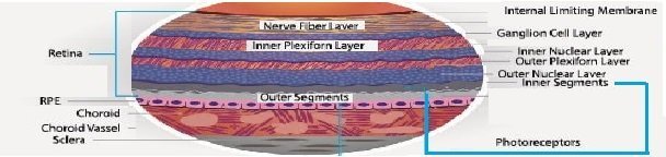 retinal layers